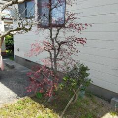 植木各種、差し上げます❗モミジ、サツキ、五葉松他