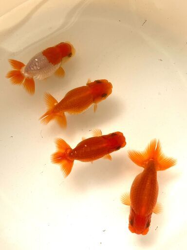 【繁殖セット】愛媛血統らんちゅう 4尾 更紗☆尾形のいい オス3 メス1 親魚画像有り