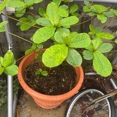 マジックリーフ　大苗木の画像