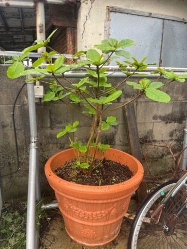 マジックリーフ　大苗木