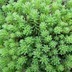 ランキングキーワードに紐づく投稿画像-多肉植物