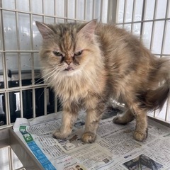 とても可愛い健康的なエキゾチック3歳