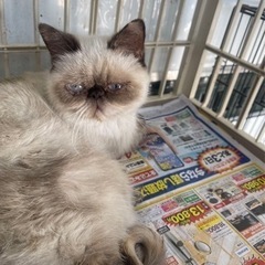 とても可愛い健康的なエキゾチック　3歳