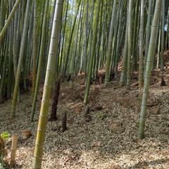 京都向日市物集女産たけのこ　タケノコです