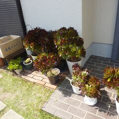 観葉種・黒法師！鉢植え30Cｍ、自宅にて鑑賞致しませんか？の画像
