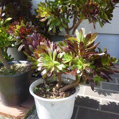 観葉種・黒法師！鉢植え30Cｍ、自宅にて鑑賞致しませんか？の画像