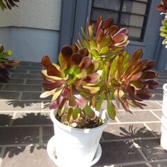 観葉種・黒法師！鉢植え30Cｍ、自宅にて鑑賞致しませんか？の画像