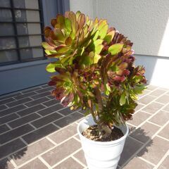 観葉種・黒法師！鉢植え30Cｍ、自宅にて鑑賞致しませんか？の画像
