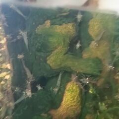 ミナミヌマエビの画像