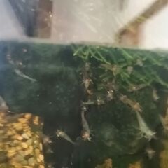 ミナミヌマエビの画像