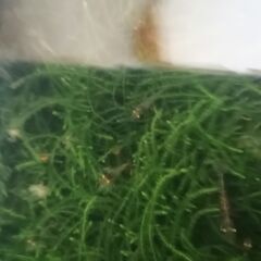 ミナミヌマエビの画像