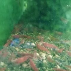 レッドファイアーチェリーシュリンプの画像