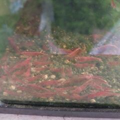 レッドファイアーチェリーシュリンプの画像