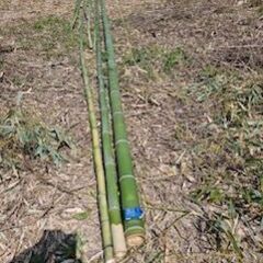 竹、欲しい方差し上げます。