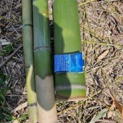 竹、欲しい方差し上げます。の画像