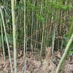 竹、欲しい方差し上げます。の画像