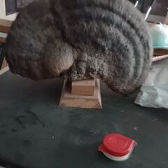 さるのこしかけの画像