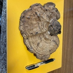 庭の木に出来てたサルノコシカケ？？