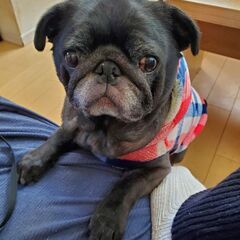 黒パグ9歳メス