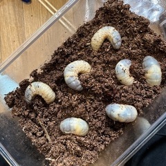 カブトムシ幼虫
