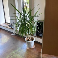 観葉植物