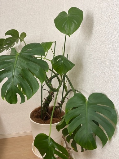 モンステラ　観葉植物