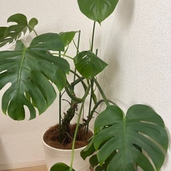 モンステラ　観葉植物の画像