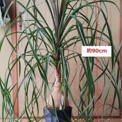 観葉植物　トックリラン(ノリナ）