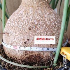 観葉植物　トックリラン(ノリナ）の画像