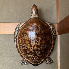 亀の飾り物の画像