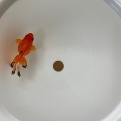 平賀琉金③