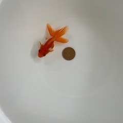 平賀琉金④