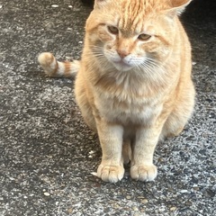 この子の里親募集します⑥