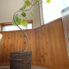 【0円】観葉植物　