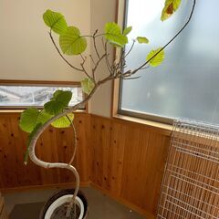 【0円】観葉植物　の画像