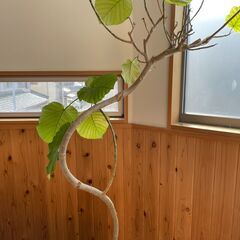【0円】観葉植物　の画像