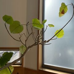 【0円】観葉植物　の画像