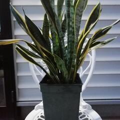 サンスベリア鉢植えの画像