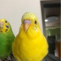 迷子になったリリア
