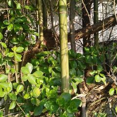 細竹を伐採します。家庭菜園やその他色々に多様できます