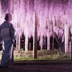 4月28日（日）18：00～22：00　滋賀エリア　藤の花イベン...
