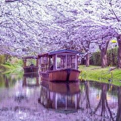 4月28日（日）18：00～22：00　滋賀エリア　藤の花イベント　「東海平日もカメラ部」 - 友達