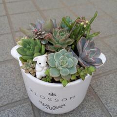 ✤多肉植物✤寄せ植え　0410 ガーデニング
