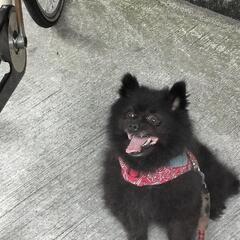 ポメラニアンのふぅちゃんです。