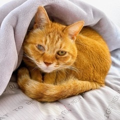 マイペースで猫らしいおチビくん