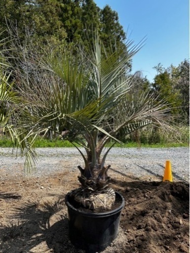 ココスヤシ、お手頃ヤシの木、配送費コミコミ価格