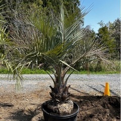 ココスヤシ、ヤシの木、お手頃ヤシ