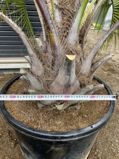ココスヤシ、ヤシの木、お手頃ヤシ