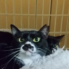 おひげ美人　お茶目なうさこさん - 横浜市