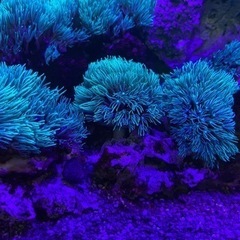 スターポリプ　スタポ　ソフトコーラル　サンゴ　海水魚　水槽の画像